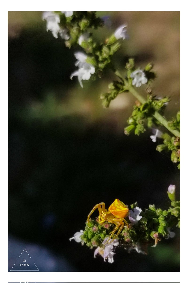 Yama_VP's tweet photo. •Thomisus onustus

#Thomisus #Thomisidae #Spider #CrabSpider #Arachnida #Apulia #Puglia #Yellow #Poster  #parconazionaledellaltamurgia #ParcoAltaMurgia #MurGeoPark #Nature #Italy #photography #MurgiaAdventures
#Yama山 #山 https://t.co/JcGLjLGisN