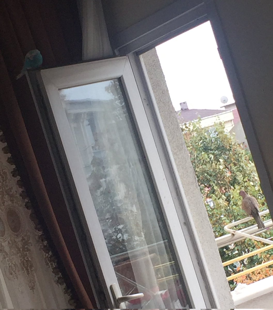 Arkadaslar balkon kapisini acik birakmisim eve muhabbet kusu girmis cikmasini bekliyorum guvercinle sohbet ediyor evde benden başka kimse yok nasil cikaricam disari acil taktik verin