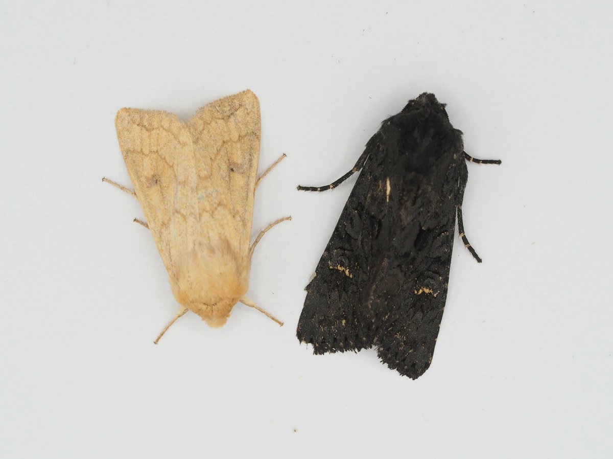 InvertDan's tweet image. Heaven and Hell?
All moths are heavenly.
@BritishMoths
@EssexWildlife