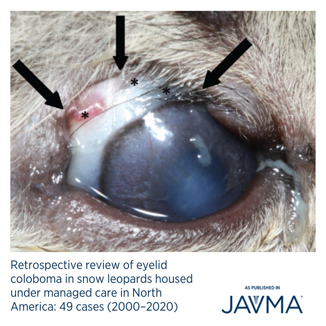AVMAJAVMA's tweet photo. Eyelid #coloboma was widespread in the North American snow leopard population. 🐆 Learn more: https://t.co/ium2GRkJ98 @NCZoo @ACZM1 #snowleopard #pantherauncia #eyelid #coloboma #NorthAmerica #ophthalmology #optho #zoomed https://t.co/b0Qe18vuZ1