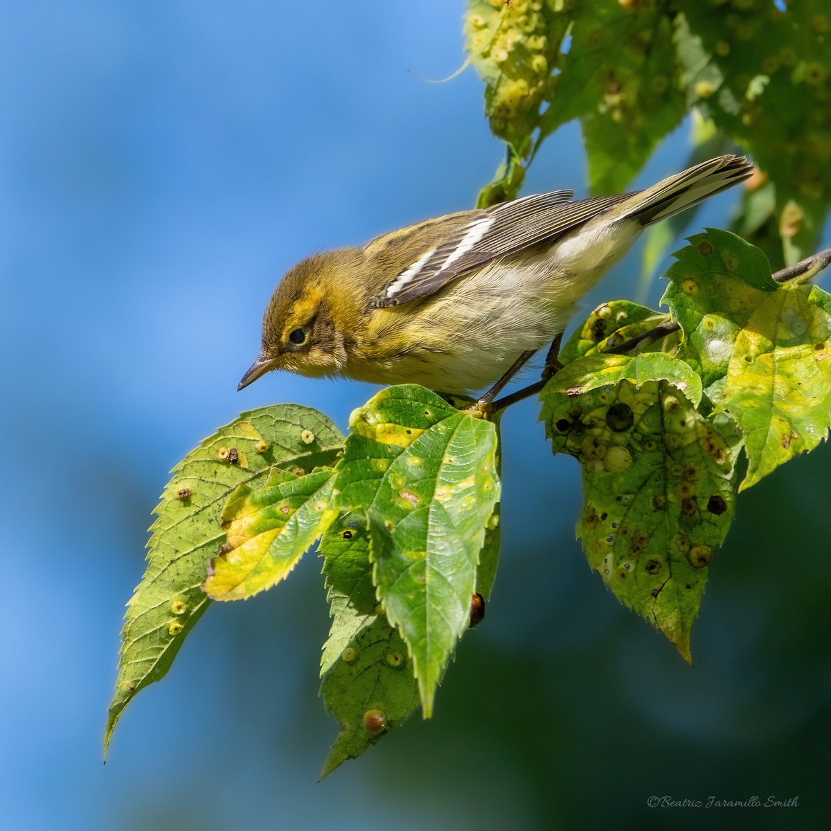 Blackburnian warbler. @CentralPark_NYC #birdcpp #fallmigration2023 #warblers #birding #birdingphotography #birdwatching #birdscentralpark #birds #BirdsOfTwitter