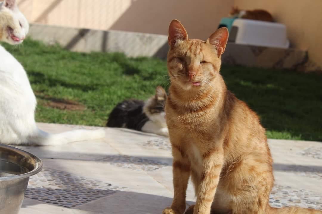 <a href="/domdyer70/">dominic dyer</a> <a href="/EGYPTAIR/">EGYPTAIR</a> <a href="/NadaFarhoud/">Nada Farhoud 🇱🇧🇬🇧 💚🌳🐾</a> <a href="/JournoJane/">Jane Dalton</a> <a href="/peta/">PETA</a> Little Angus died in agony, denied vet care, as <a href="/EGYPTAIR/">EGYPTAIR</a> refused the rescuers access to the airport 💔🌈💔