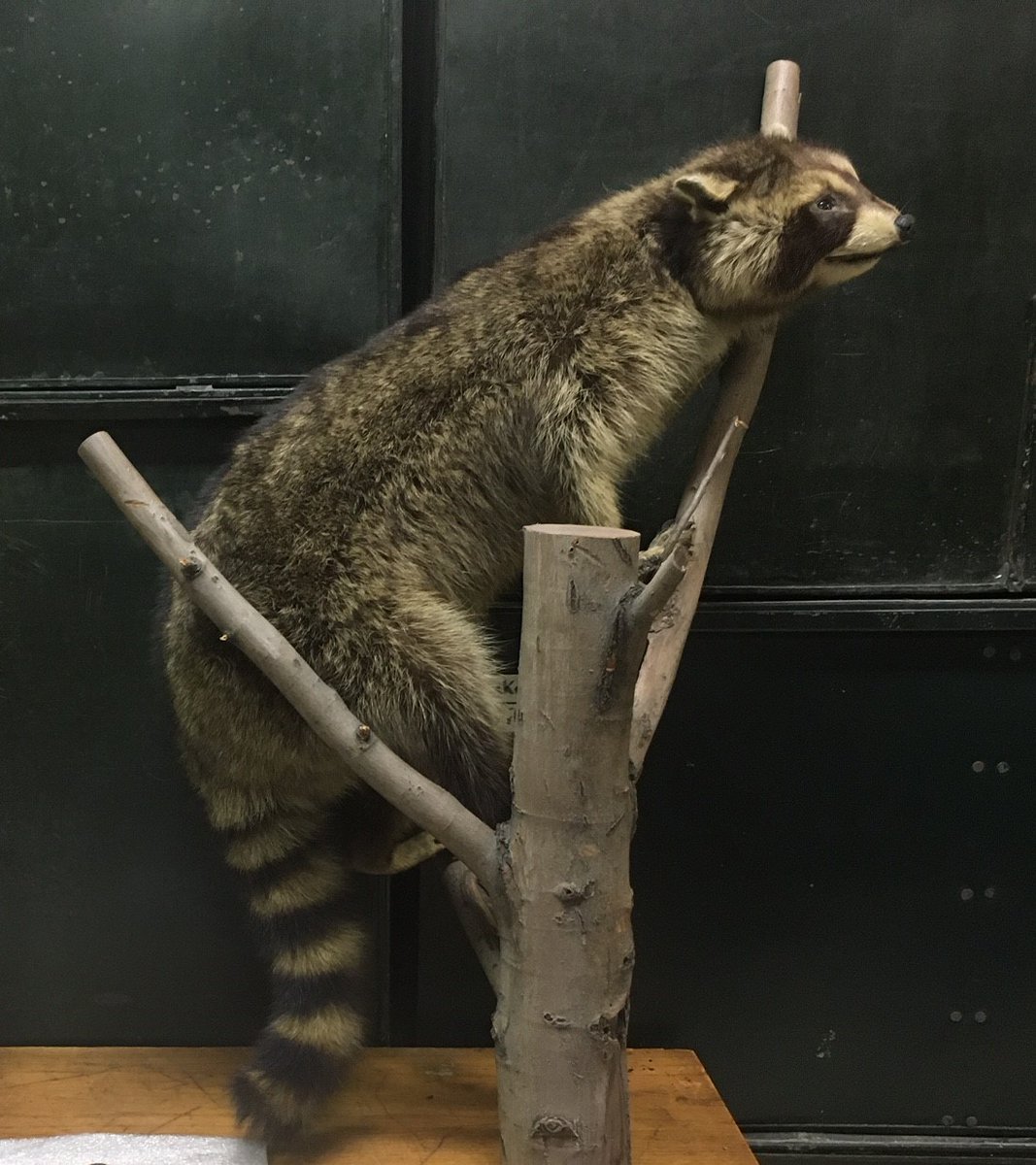 Illinois State Museum tweet media