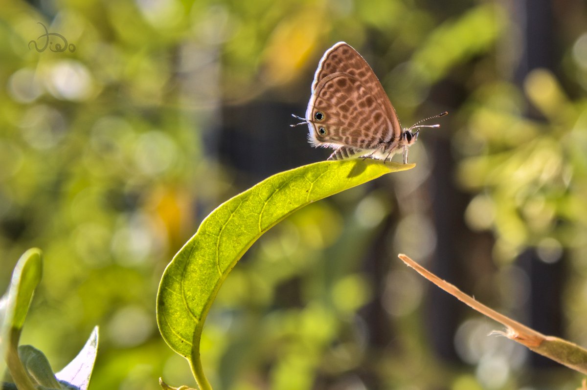 BarriosMalaga's tweet photo. #Malaga📷 2023
Cuando sales con la camara y la foto la encuentras al volver a casa, justo antes de entrar al portal.
Una maravillosa y pequeña mariposa
#Canon #2000D https://t.co/2jYnANj3dy