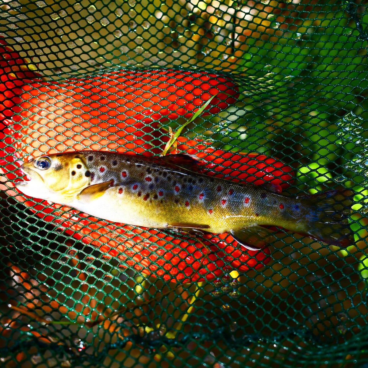 Ralph Eikenberg tweet media