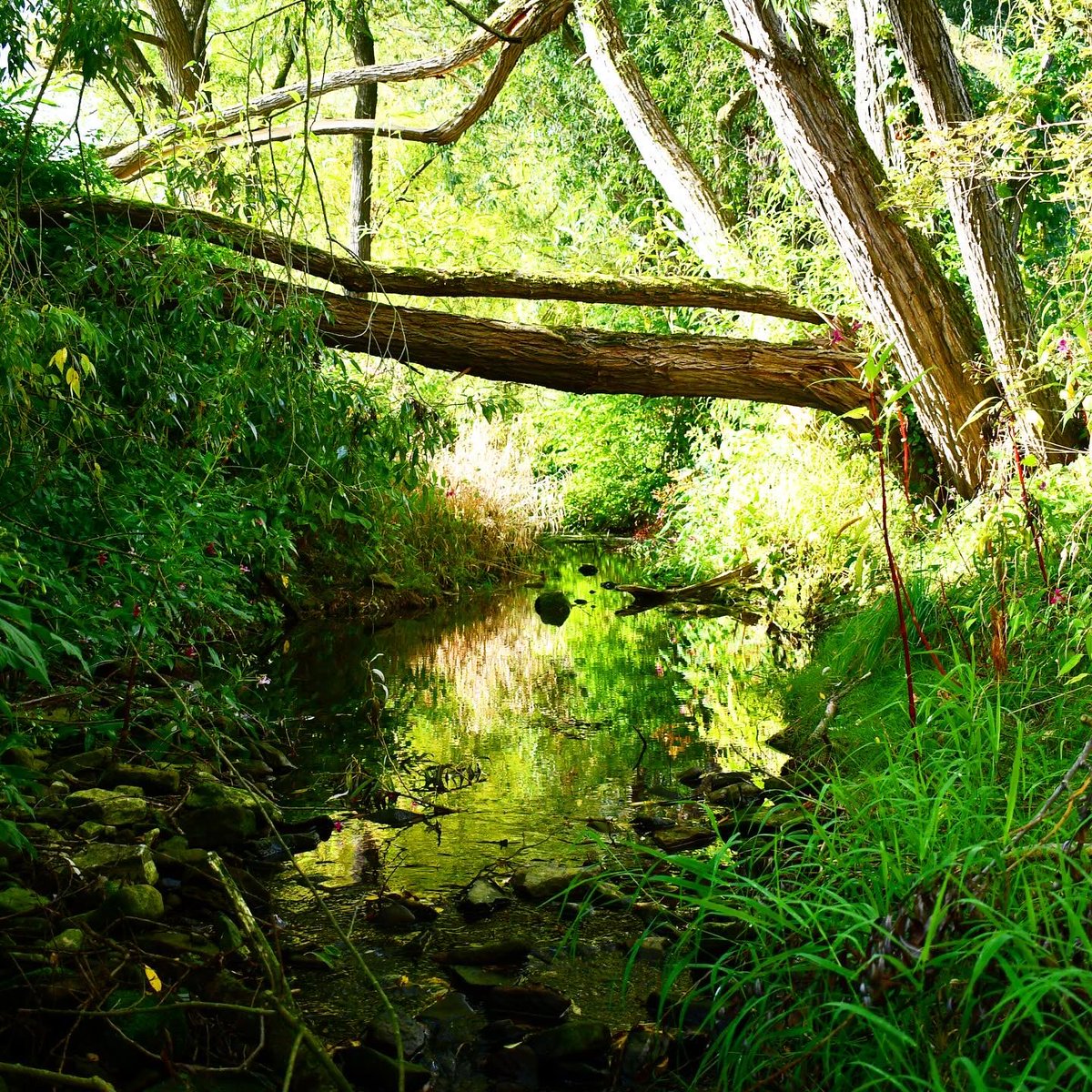 Ralph Eikenberg tweet media