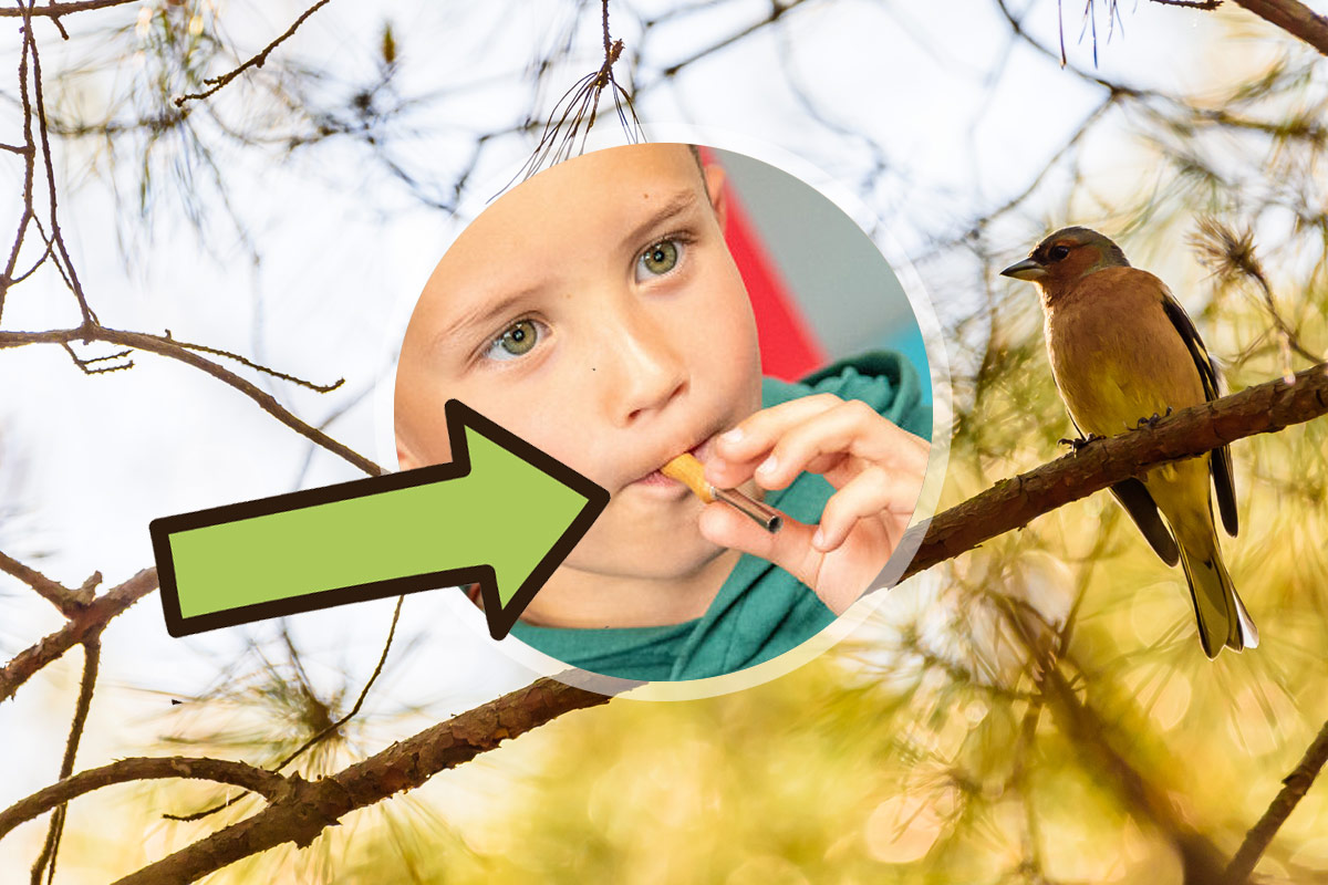 🎶 Dialoguez avec les oiseaux de votre jardin grâce à un instrument magique !🐦🍃

Découvrez comment vous connecter à la nature de  manière ludique et unique ! 👉autourdupotager.com/imiter-chant-o…

#NatureLovers #Oiseaux #Jardin