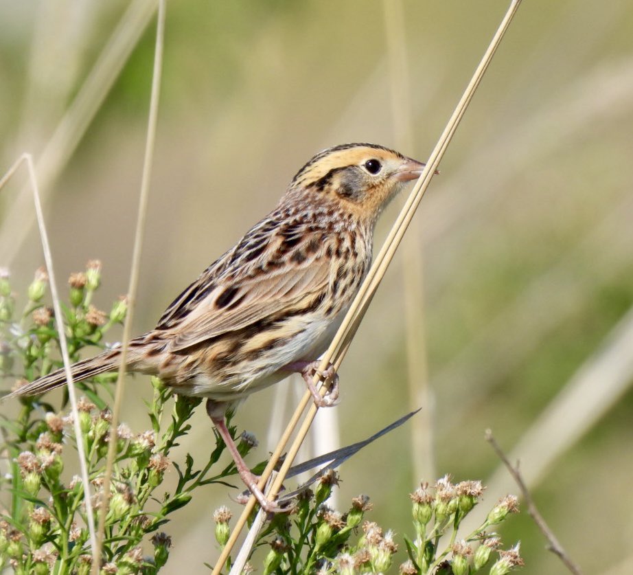 PeggyGierhart's tweet photo. Amazing looks at this elusive LeConteโs sparrow today! Beautiful bird! Great teamwork from a group of fellow birders. Lifer for me. We saw quite a few Nelsonโs as well. Shovelers Sink, Dane County, 10/01/23 #birding #sparrows #lecontesparrow #wisconsinbirds https://t.co/ZAC9x3J7lY
