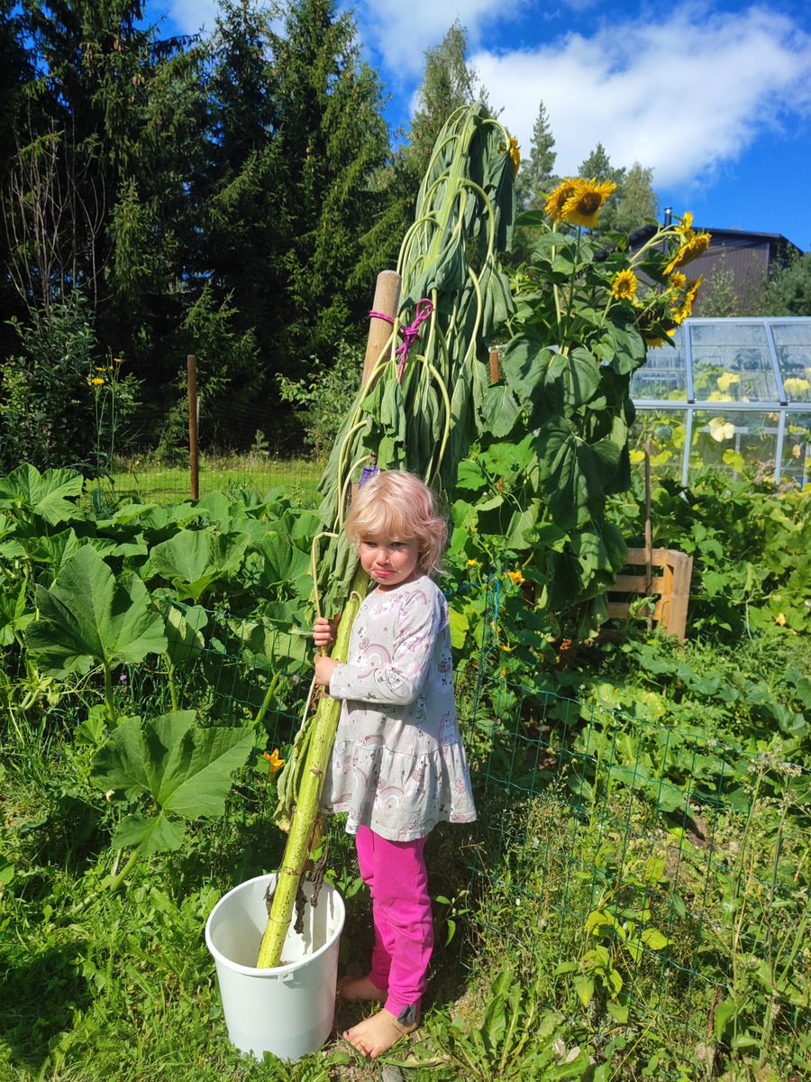 finsv4h's tweet photo. Nu samlar vi in barnens resultat i årets 4H-solrostävling🌻Tävlingen sporrar #barn till omtanke för naturen och sann #odlarglädje Barnen odlar en så lång & välmående #solros som möjligt under en växtperiod. Tack för fröna Sunds Trädgård 🌻
#fs4h #Viär4H #hållbarhet #matfostran https://t.co/kJLQQRajLE