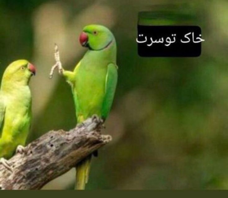 LetsLovL_1485's tweet photo. جونگین گفت بهت بگم : https://t.co/7SvL8KGzgr
