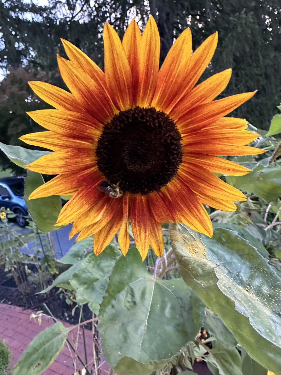 Loving the fall garden and some amazing sunflowers!😁🌻 My thumb is getting greener!🪴🌼#fallgarden #sunflowers