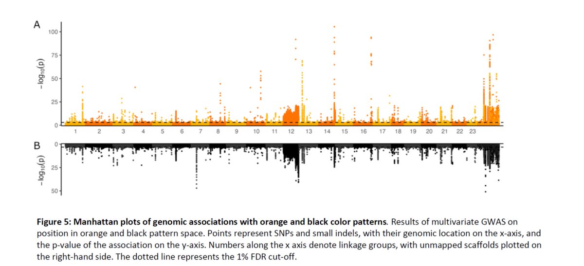 Deep learning reveals the role of copy number variation in the genetic architecture of a highly polymorphic sexual trait. @_Axeman_ did it all - selection experiment, pedigrees, neural nets, GWAS - for the architecture of color and pattern in guppies biorxiv.org/content/10.110…