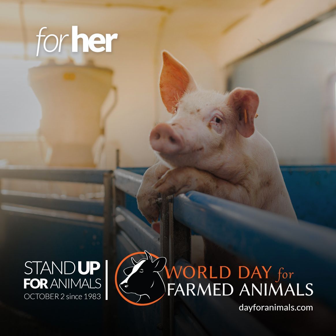 FARMUSA's tweet photo. Tomorrow is World Day for Farmed Animals and there are many ways to participate from sharing content on social media to fasting. Here are 10 Ways to Get Involved on World Day for Farmed Animals | THE FARM BUZZ https://t.co/H0EFmFlI7Y #wdfa #dayforanimals #worlddayforfarmedanimals https://t.co/bWnq3DdFhT