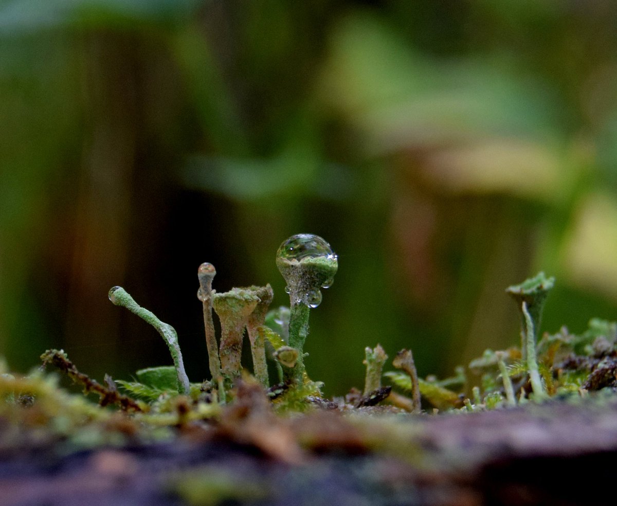 Cladonia lichen..great walk today.#lichen #NaturePhotography #PenicuikEstate #WoodlandWalk