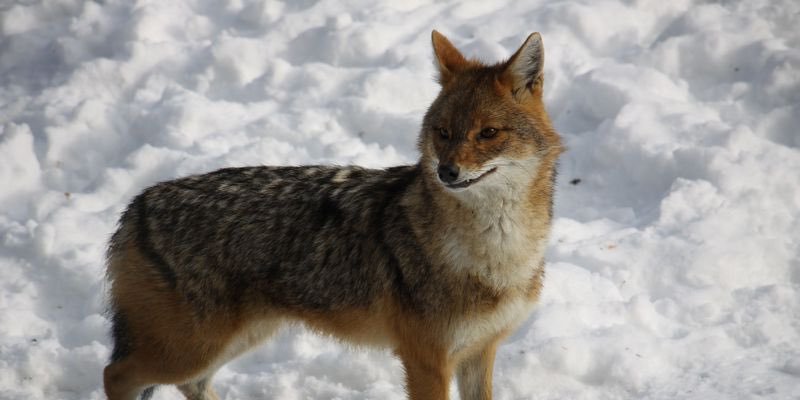 Just to keep you posted… allthough its been news from months ago: my dissertation about jackals is finished- Read it here: abstracts.boku.ac.at/search_abstrac…