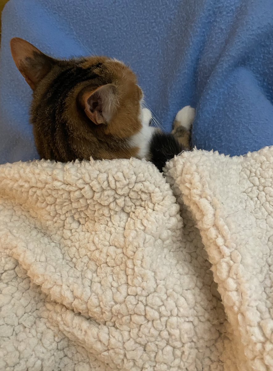 KittyKyerra's tweet photo. Having a #SnugglySunday on my mommy’s lap under my blanket. 😺❤️ https://t.co/Q6tejARVeP