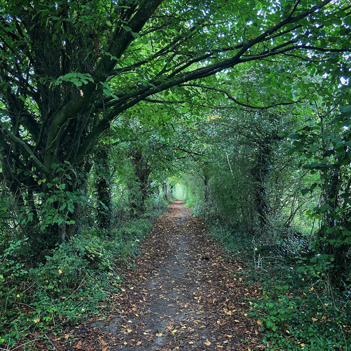 thisiswalberton's tweet photo. Beautiful tunnel of trees leading up to Slindon village.
#slindon #thisiswalberton #nature https://t.co/Nn8qIbHjqb