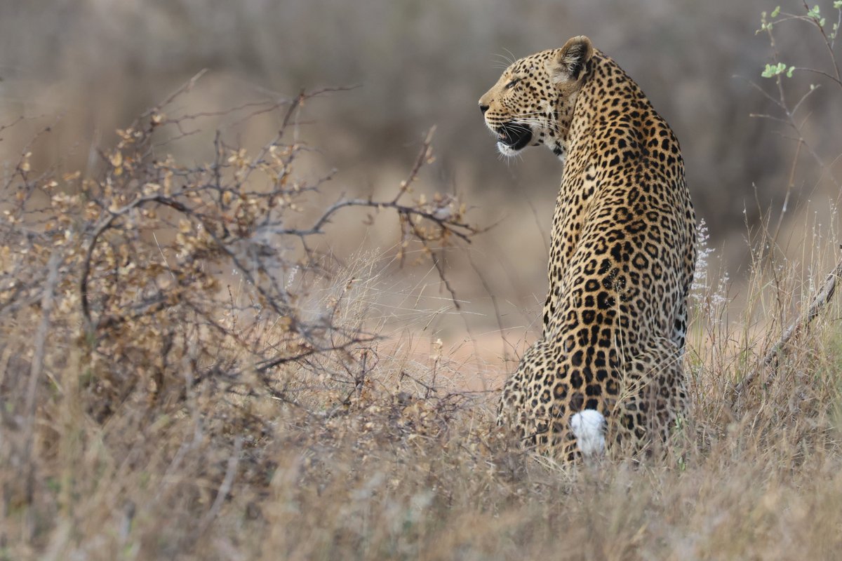 Leopards are one of my favourite cats to photography in the Kruger with Wildlife-Dreams. 
Safari Travel Agency of the Year.

#wildlifedreams #safari #wildlife #wildlifephotography #krugernationalpark #leopard #wildlifeholidays

wildlife-dreams.com