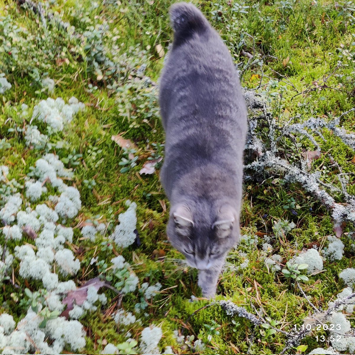rintala_sirpa's tweet photo. Mäy 😸
Iloinen kissa mukana metsäretkellä.
Seuraa kuin koira😄
#pätkämöttönen #CatsOnTwitter #instakissa https://t.co/6Wz0pMZAUV