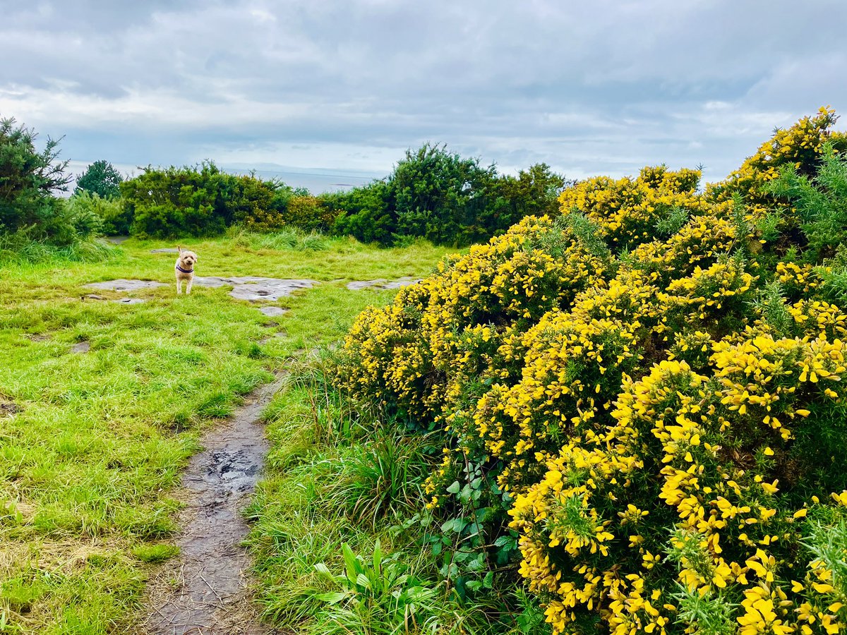 DrRajivsankar's tweet photo. #autumnwalks with Bailey #autumnbloom #commongorse #dogsoftwitter @DrMarthaGulati @rajdoc2005 @KTamirisaMD @DrSharathS @HeartOTXHeartMD @Hragy @GiuseppeGalati_ @K_Higginbotham1 @bes502 @iamnickevans #YNWA https://t.co/nWMfeVj1fr