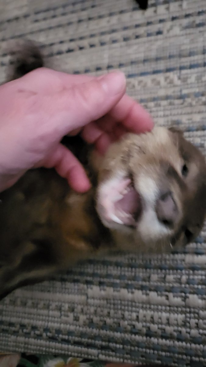 ugotdebbie's tweet photo. Loved my otter encounter!! Thank you #AnimalEdventures for my VIP tour of so many great animals ❤️!!
#OttersAreTheBest
#FtLauderdale https://t.co/DuMC91YTMt