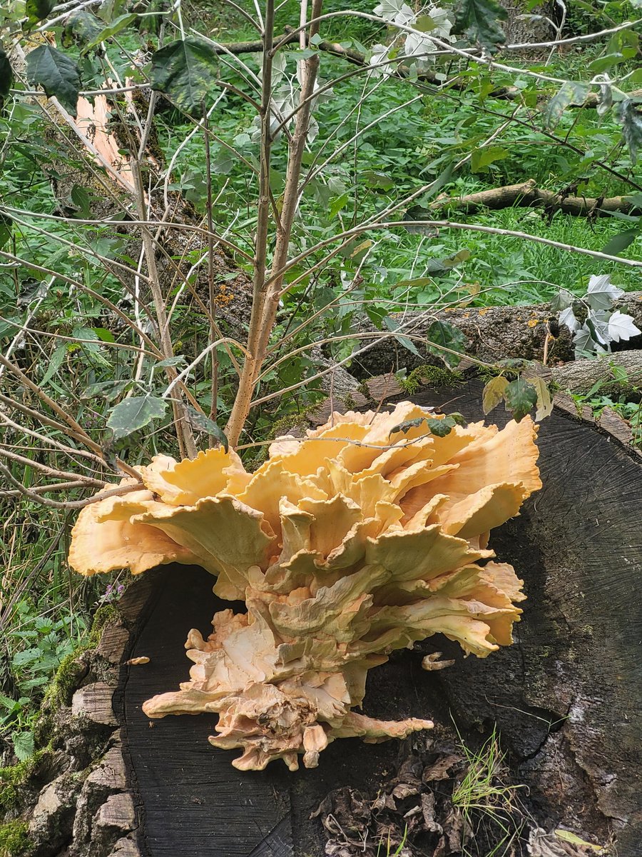 Entdeckt bei der Radtour im Klosterpark Althaldensleben. Pilzsaison ist eröffnet.