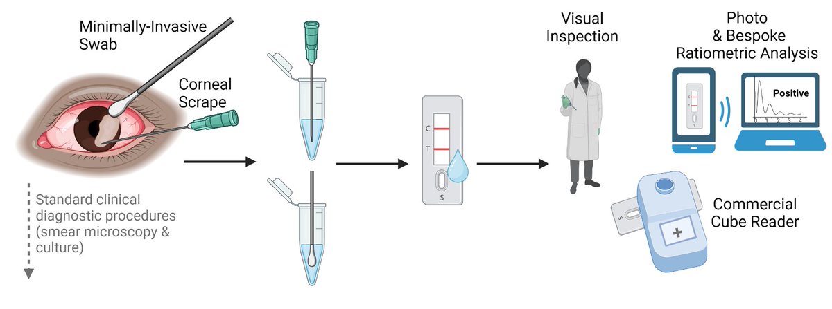 Our latest paper describing the use of a low-cost point-of-care LFD to detect Aspergillus causing #fungalkeratitis in patients is out! We show high sensitivity and specificity from corneal scrapes and swabs @aravind_eyecare @EdinUni_CIR @EdinUni_THT #UKRIFLF.