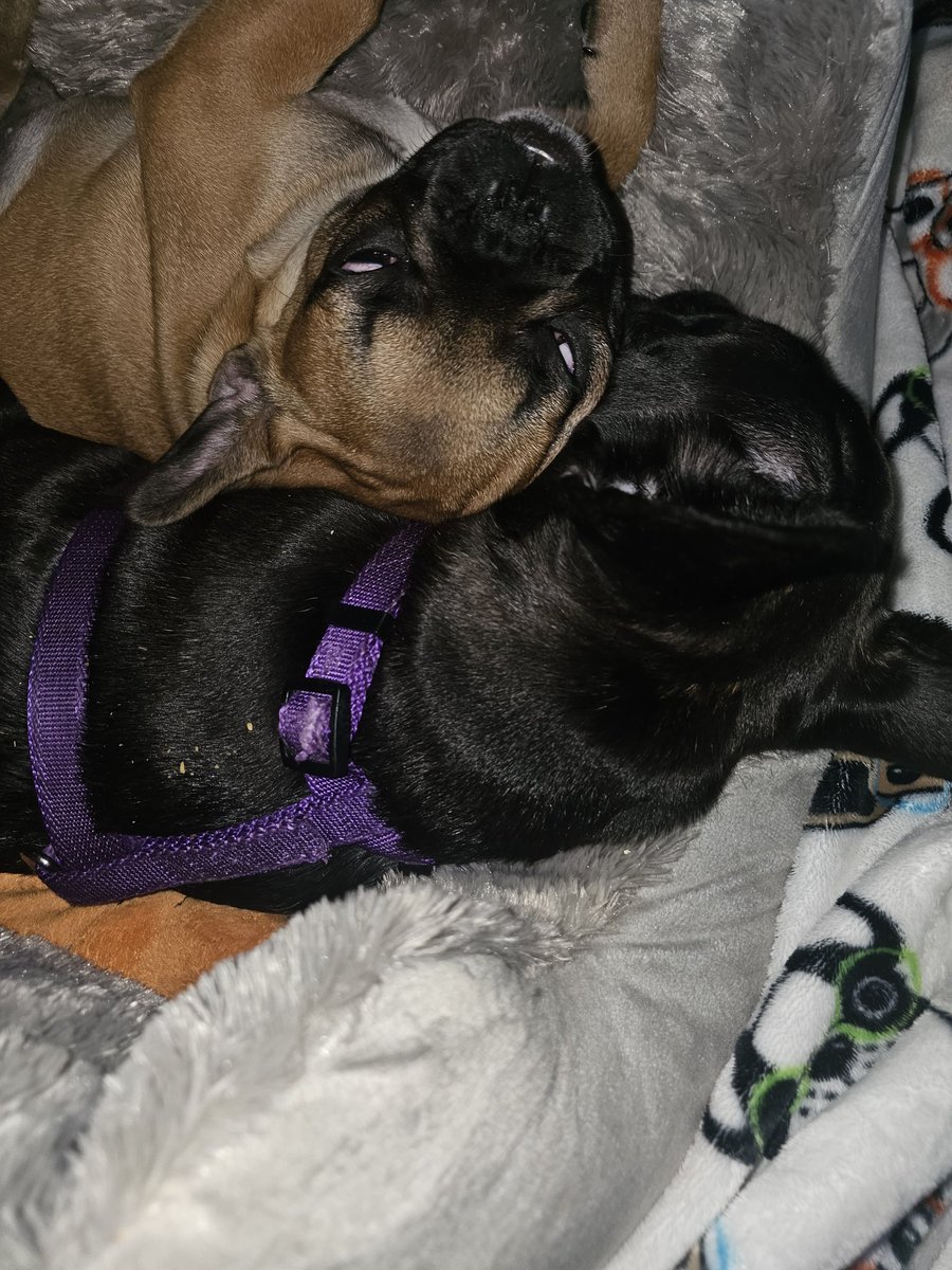 shenava22's tweet photo. @soledadobrien My Frenchie babies! https://t.co/lzYyUEfKnd