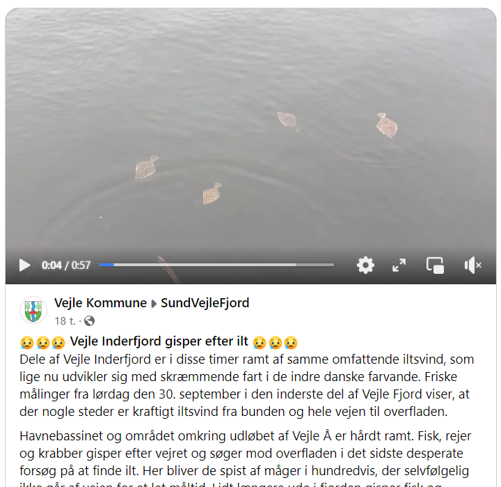 MortenDDHansen's tweet photo. Mens jeg kiggede på fugle længere ude i fjorden.... Sådan ser fisk ud, når de er ved at dø af iltsvind. Det er nådesløst. #vejle #dknatur #dkgreen #dkpol https://t.co/lcgP8shQSN https://t.co/fQMhTXoR0W