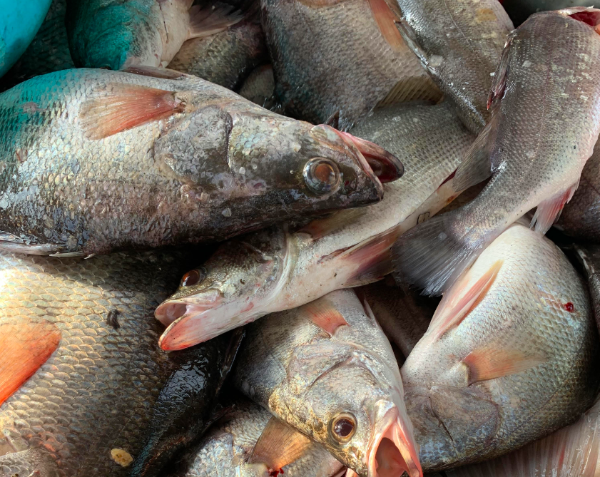 ZepernickBN's tweet photo. Our manuscript from the #NSF Advanced Studies Institute on Lake Victoria is out! Check out this student-led effort driven by @akinyijulia3 and others @Olokotum @KNatwora to read how small-scale fishing communities respond to HABs!   https://t.co/GapgtMoMUG https://t.co/Chuzk9lwLh