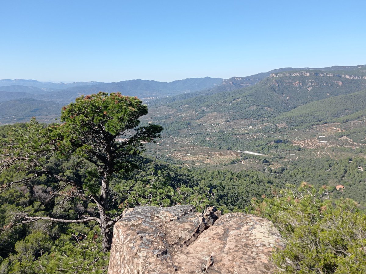 JordiSalvat's tweet image. Diumenge carregant piles a la #serradeprades #caminada #senderisme ⛰️🚶‍♂️
