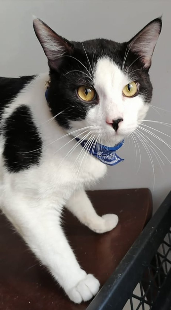 ToffeeMendi's tweet photo. so serious toffee 🥰 

#Cat  #CatsLover  #cats https://t.co/VUBAC8XW9e