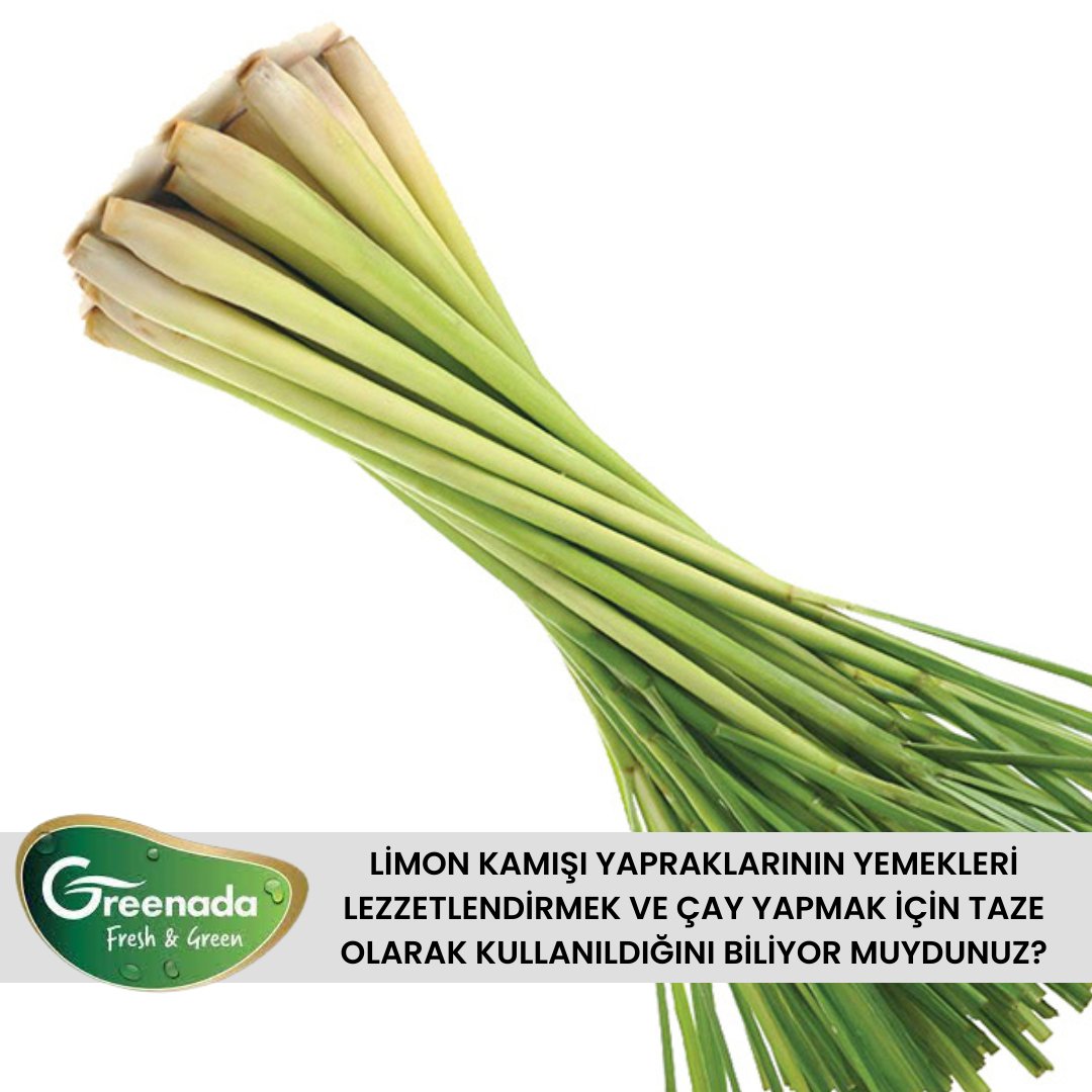 greenadatr's tweet photo. Limon kamışı yapraklarının yemekleri lezzetlendirmek ve çay yapmak için taze olarak kullanıldığını biliyor muydunuz?

👇🏻
💻https://t.co/g1R2N7wtPK
☎️ 0 850 811 80 07

#baharat #tarim 
#sürdürülebiliryaşam #freshherbs #sağlıklıyaşam #lemongras https://t.co/GHJkzs1Tzx