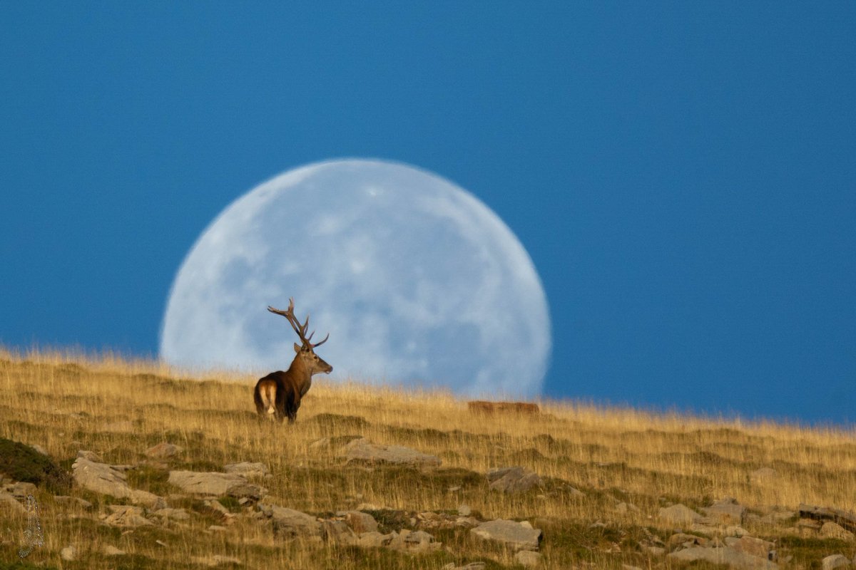 planning with <a href="/photopills/">PhotoPills</a> doesn't fail.  The deer can fail, in this case it has not failed.
planificar amb <a href="/photopills/">PhotoPills</a> no falla. El cervol pot fallar, en aquest cas no a fallat
<a href="/CanonEspana/">Canon España</a> @eltempsTV3 <a href="/gfmanlleu/">Grup Fotogràfic Manlleu</a> <a href="/NatGeoEspana/">National Geographic</a>