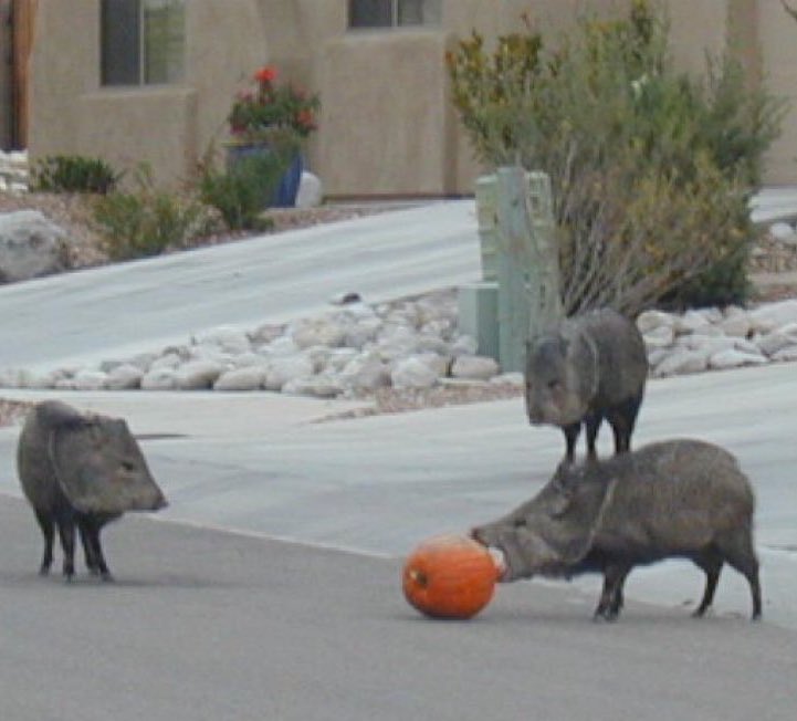 PeccaryNotPig's tweet photo. Pumpkin spice, desert Southwest style.

Happy October to all, and especially to all the javelinas out there doing porch raids. https://t.co/EGmTsWTPjH