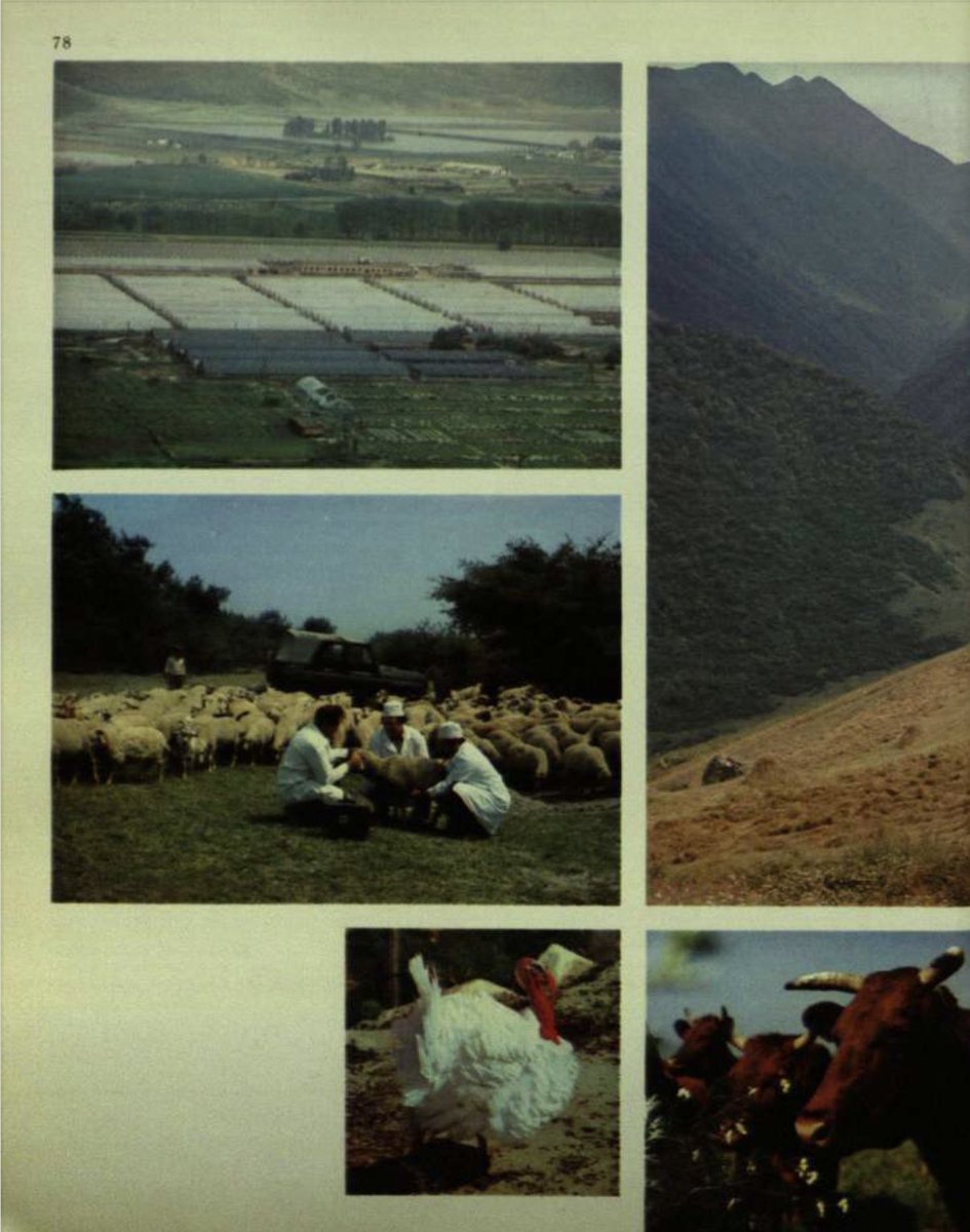 The True Caucasians tweet media