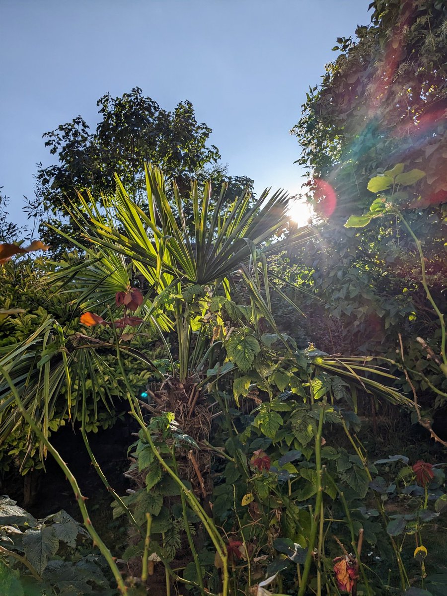 Nachmittagsidylle ☀️☕🤗