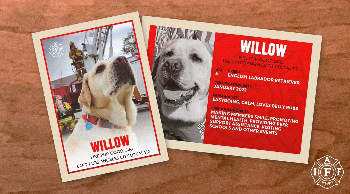 🐶 🔥 This #NationalFirePupDay, let's celebrate our four-legged friends of the firehouse. 

👋 Meet Willow - the <a href="/UFLAC/">LA City Local 112</a> &amp; <a href="/LAFD/">LAFD 🔥</a> #firepup! Willow is a peer support canine who brings calmness and comfort to fire fighters.🐾❤️ 

👏 Thank you, Willow! 🐕👨‍🚒