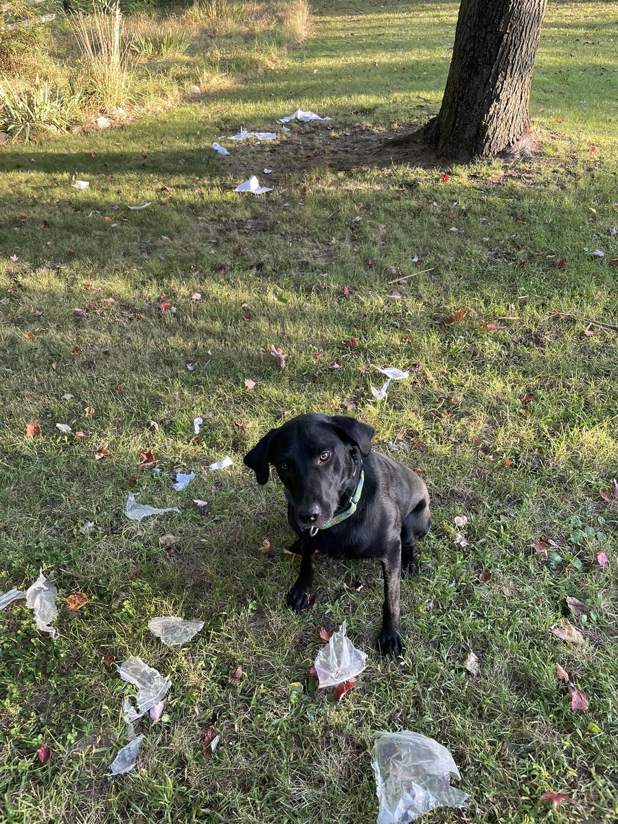 MarkFlegm's tweet photo. I’m installing a rear winch on my General and Morgan decided I didn’t need the installation manual. #DogsareHelpful https://t.co/ubMJkVnTVX