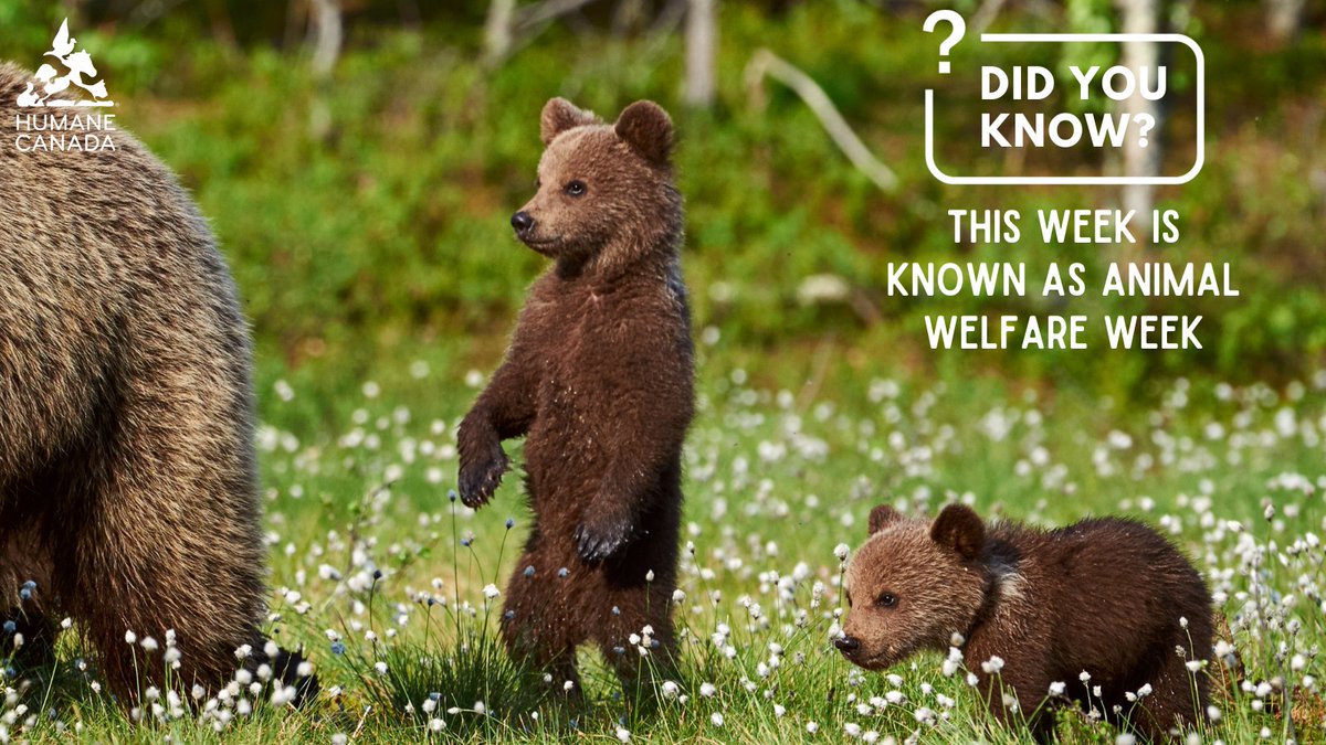 HumaneCanada's tweet photo. Itโs officially #AnimalWelfareWeek! While Humane Canada works to promote the humane treatment of animals each and every week, this annual week aims to do the same and is an opportunity to highlight animal welfare. https://t.co/M0exFFlYZx