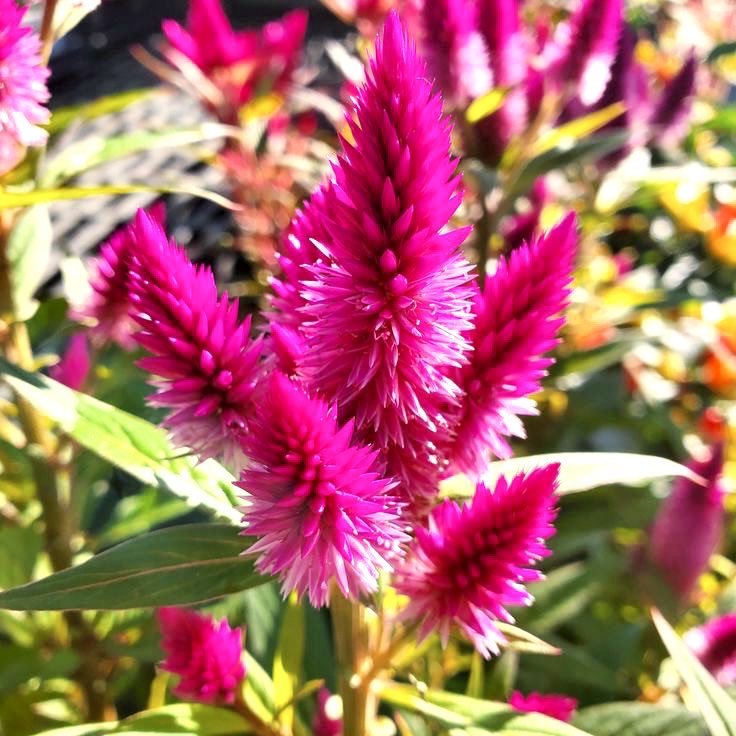 おはよぉ(ꕤ ॑꒳ ॑*)ﾉ" ☀️.°

10月🎃🍁🍄🌰
☆*。ᔕTᗩᖇT𓂃◌𓈒𓐍

秋の空気を感じられる
様になりましたﾈ🍂🤎

お互いに無理なく
頑張りましょう٩(ˊᗜˋ*)و🔥

10月も仲良く
よろしくお願いします🌹