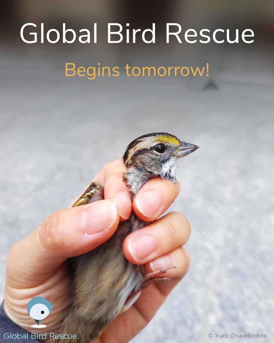 #GlobalBirdRescue begins tomorrow!
 
Please take some time to look for birds that have collided with windows and report them on the Global Bird Collision Mapper (birdmapper.org). If you find a live bird during the event please follow these steps: flap.org/finding-an-inj….