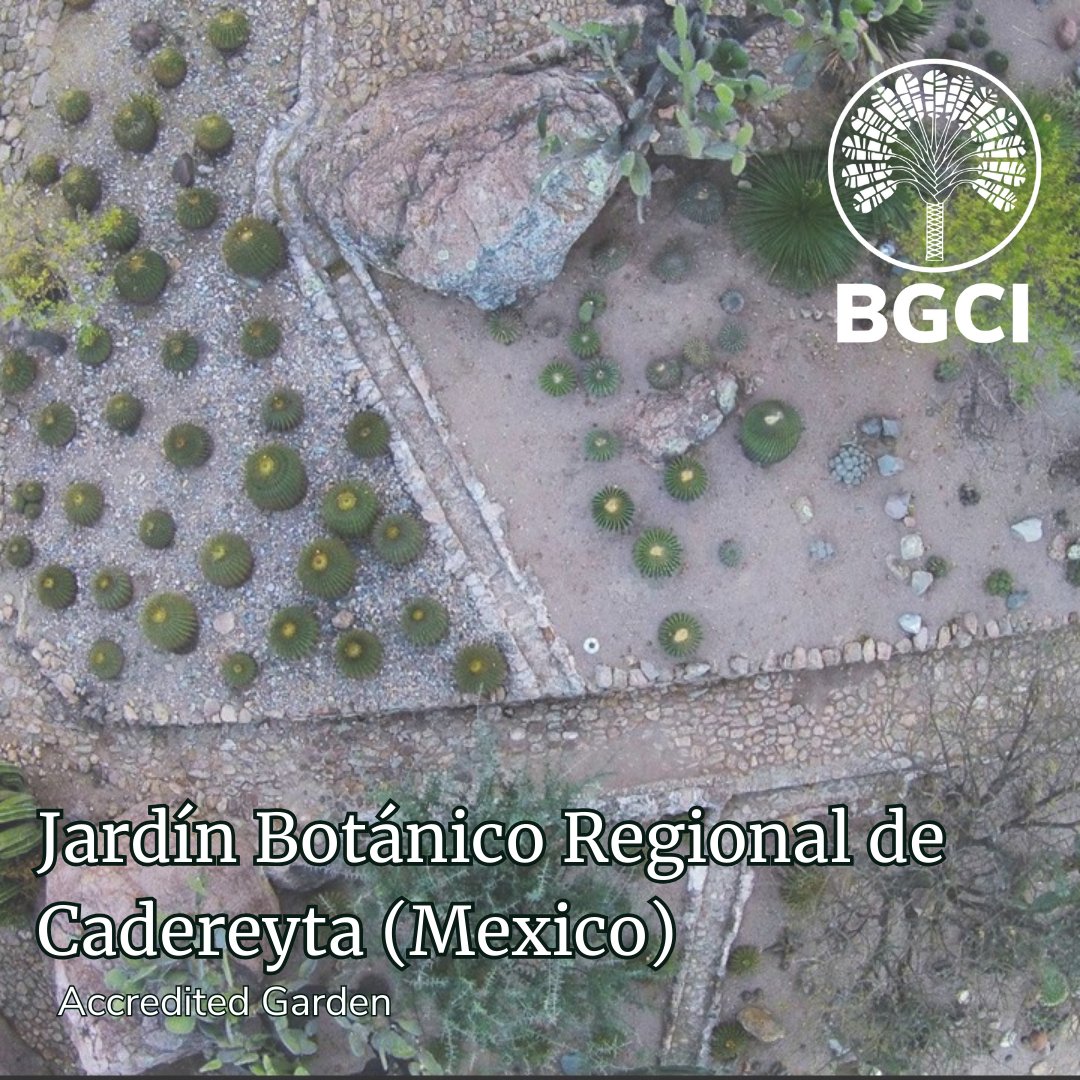 Jardín Botánico Regional de Cadereyta is one of our incredible Accredited Gardens.
Learn more: ow.ly/pg3L50PLu2V
#ConservationAction #BotanticGardensForConservation #GlobalConservationNetwork #BotanicGardenOpportunities #BotanicGardenServices #BotanicGardenConservation