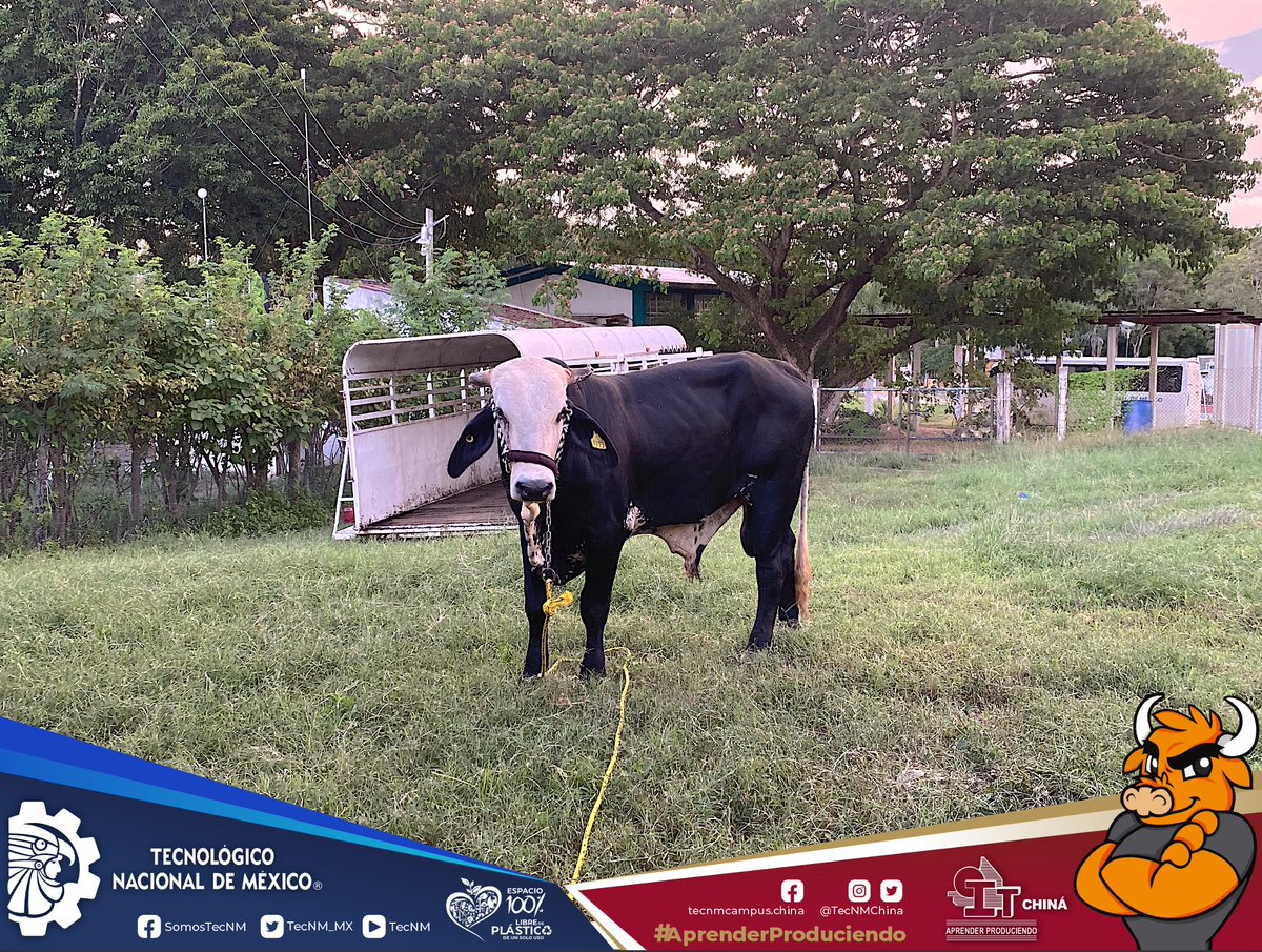 #TecNMCampusChináInforma
Adquisición de nuevo semental; En el TecNM Campus Chiná seguimos trabajando considerando siempre nuestro lema #AprenderProduciendo
#TodosSomosTecNM
#TecNM
#OrgulloTecNM
#Educación
#Campeche