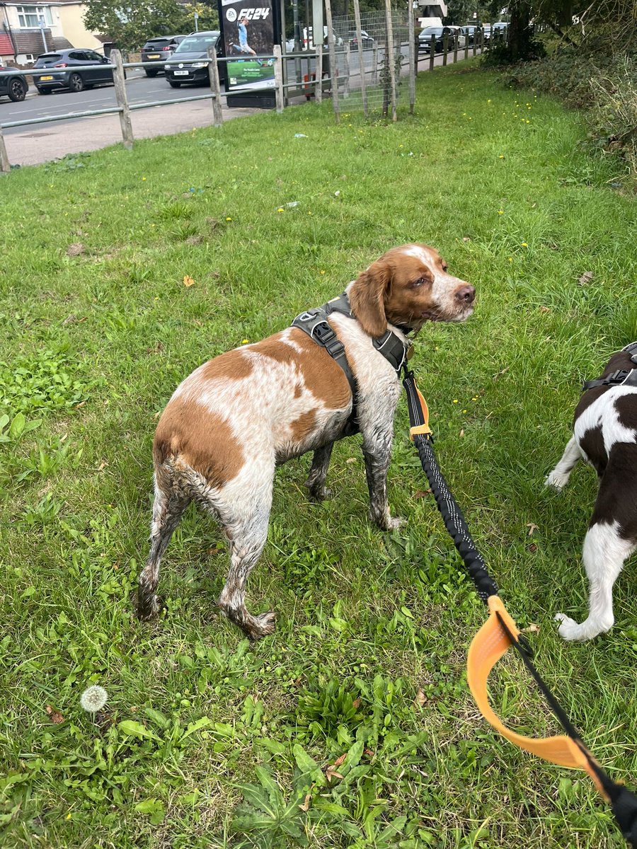 smarshcollings's tweet image. Barney’s been practicing for the #MuddyDogChallenge which we’re participating in raising funds for @Battersea_ 21st October. He smells 🤢
justgiving.com/fundraising/sa…