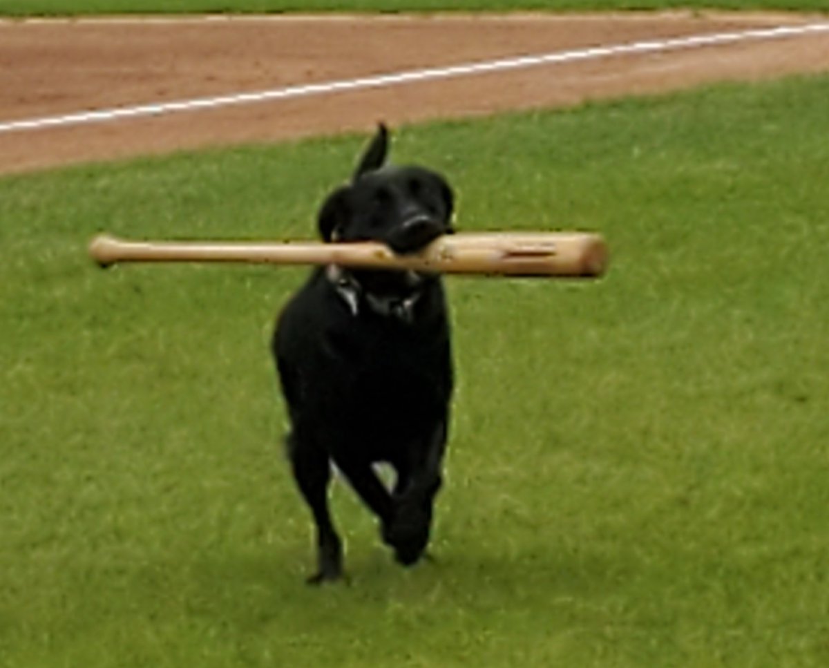 BatdogRookie tweet picture