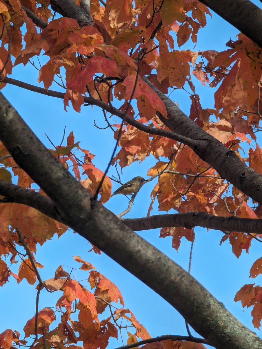 Been a while since I shared any bird photos, but there seem to be a number of these little kinglets in the area and I got a lucky pic of one with my phone. (I also just like the sky coloring)