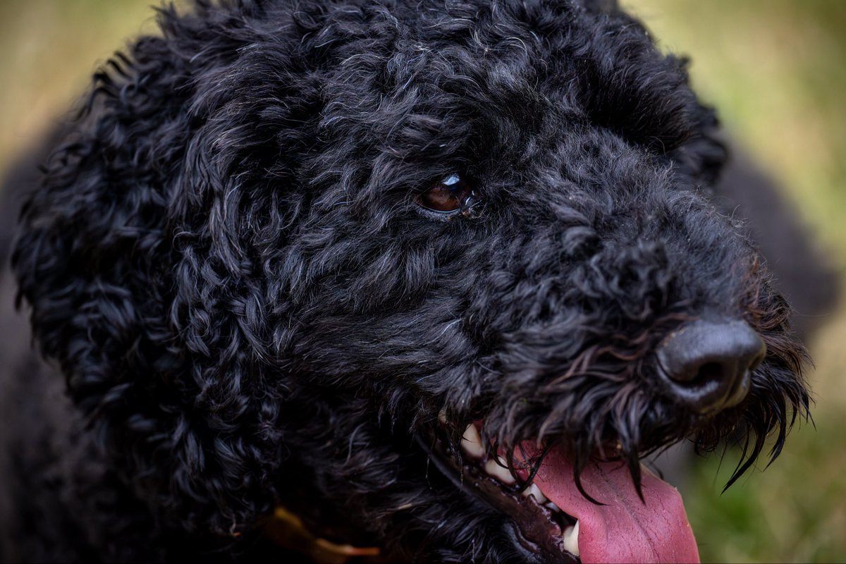 It’s #NationalBlackDogDay and Marty would like to say a big hello, when he’s finished going mad at people passing by the house anyway.