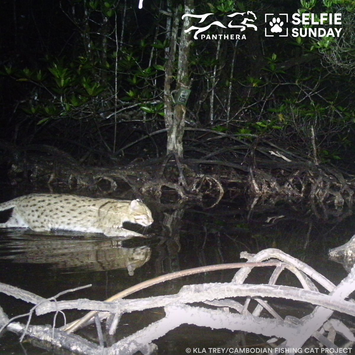 Fishing cats are renowned for their ability to, well, fish. This #SelfieSundaySpecies was caught on camera doing exactly that in the swamps of Cambodia. In neighboring Thailand, Panthera has fitted fishing cats with GPS collars to study how they move in fragmented terrain.
