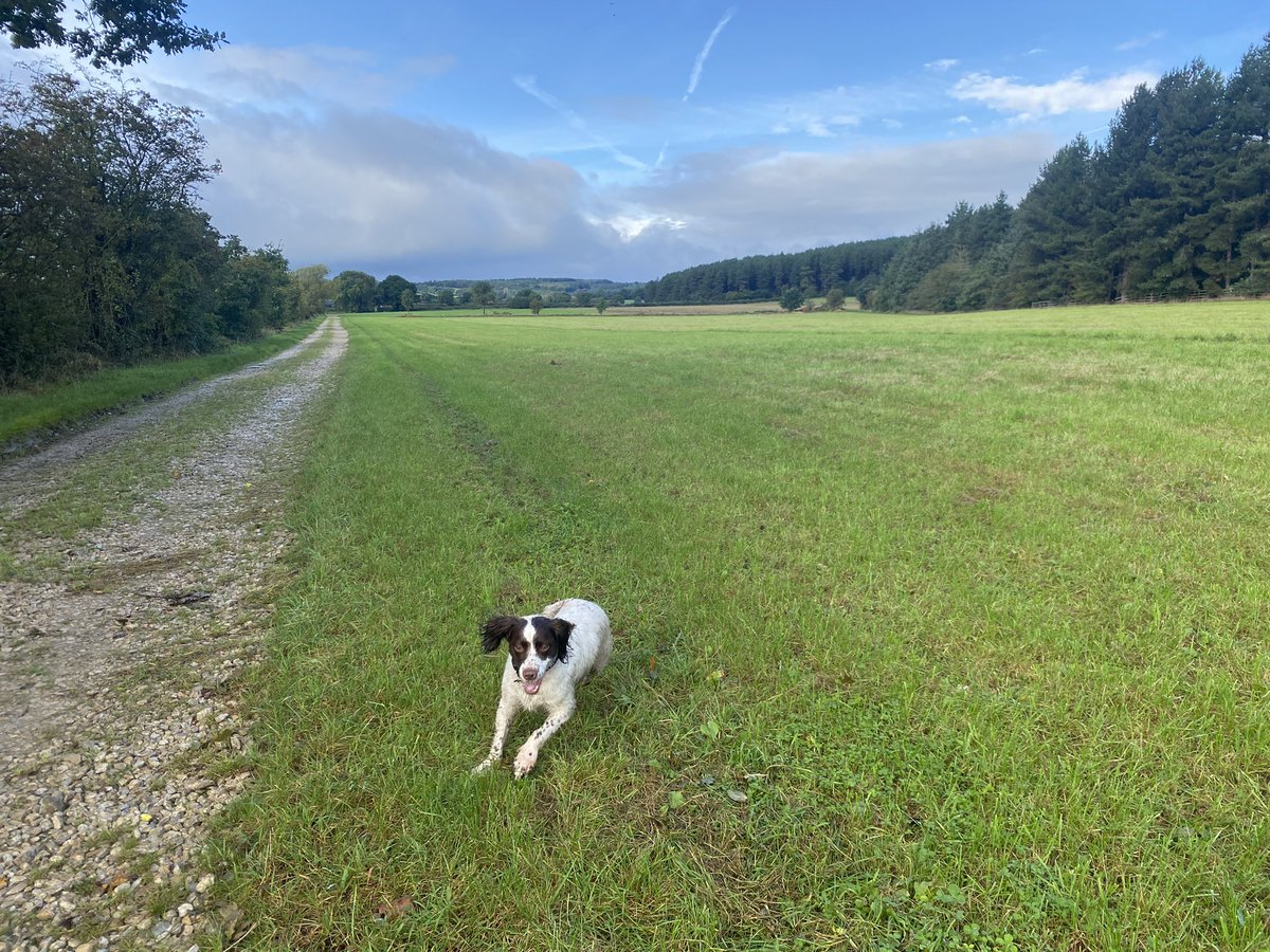 daveed1973's tweet photo. Pints went down well after this walk. 🍺🐶 https://t.co/jaPsTPmMoB